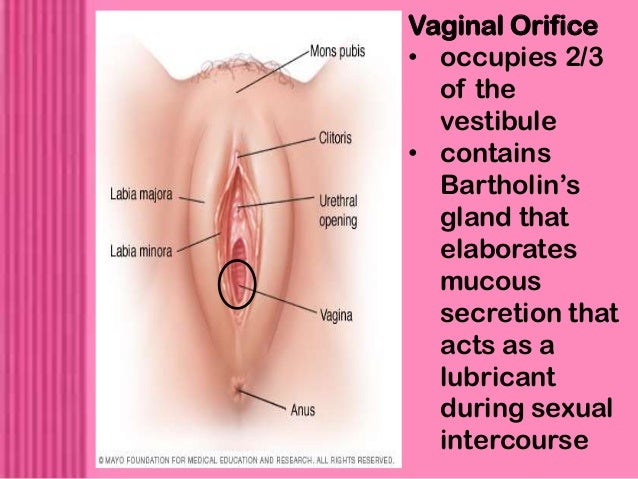 female vagina hole Fat slut thumb